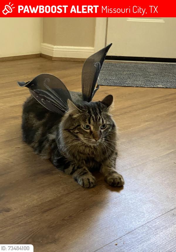 Lost Male Cat last seen Sienna crossing elementary, Missouri City, TX 77459