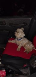 Lost Male Dog last seen Extra space storage, Apple Valley, MN 55124