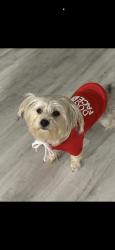 Lost Female Dog last seen chevron store in loranger , LA, Loranger, LA 70446