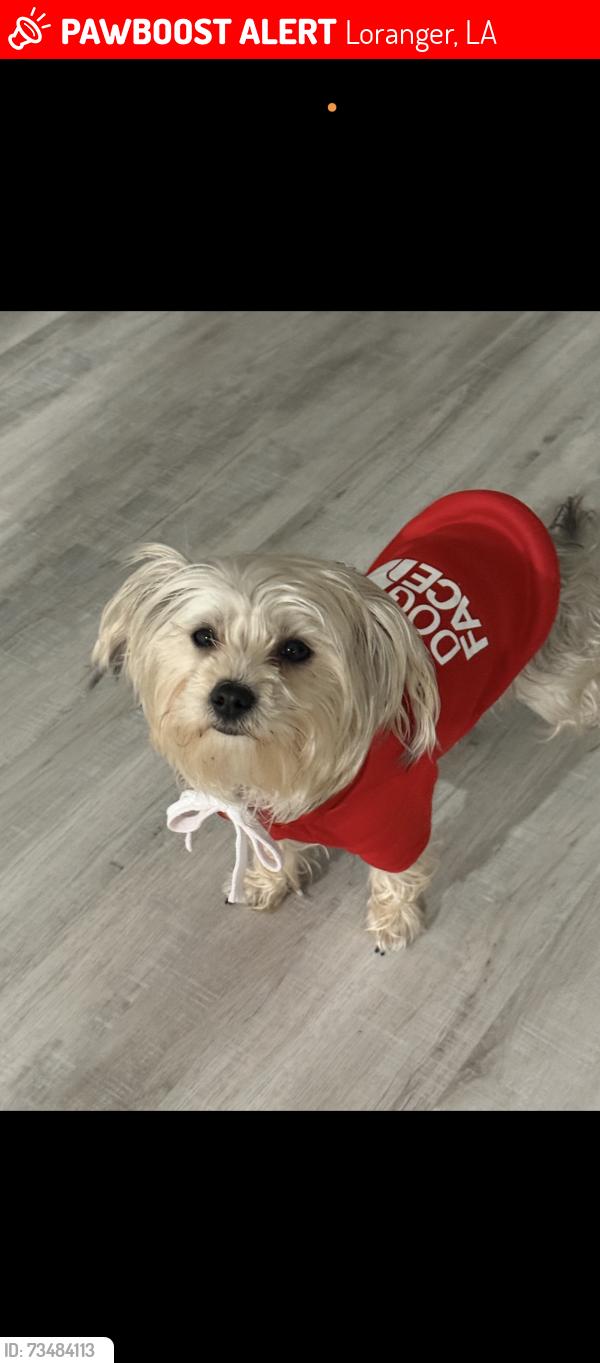 Lost Female Dog last seen chevron store in loranger , LA, Loranger, LA 70446