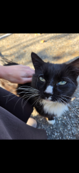 Lost Male Cat last seen Livingston, Elizabeth, NJ 07202