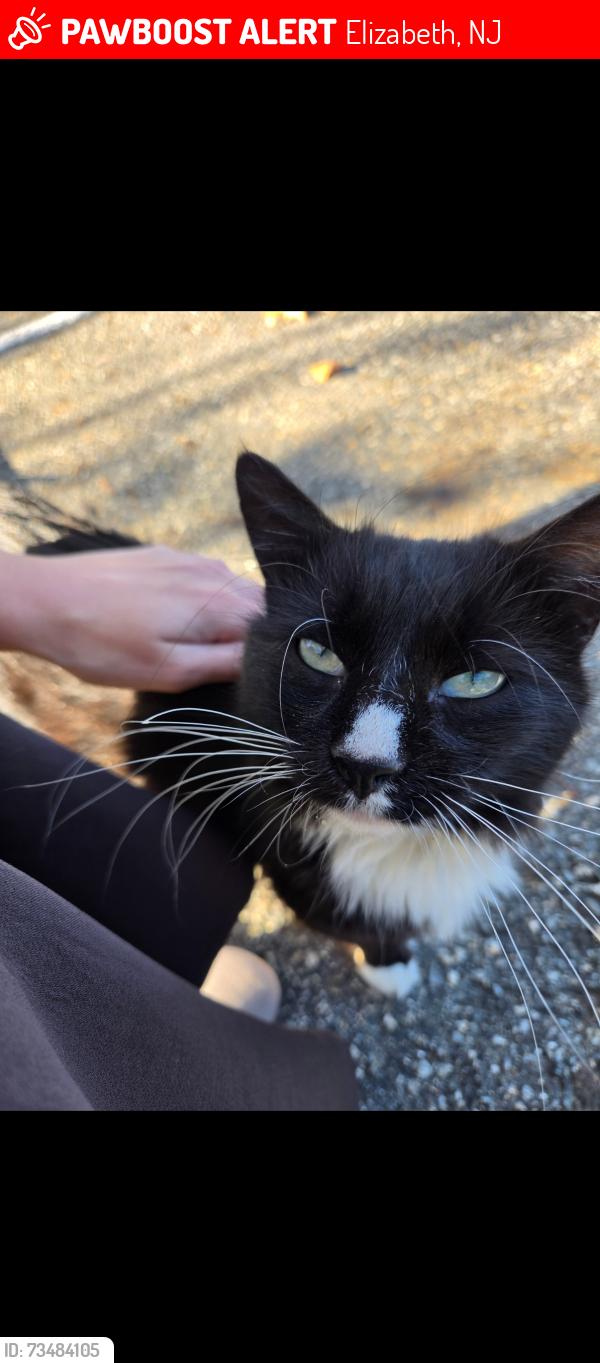 Lost Male Cat last seen Livingston, Elizabeth, NJ 07202