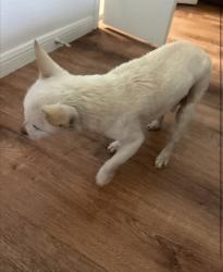 Reunited Male Dog last seen Northwest drive and palos verdes park, Mesquite, TX 75150