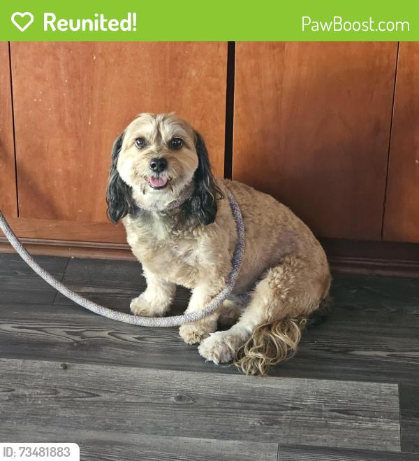 Reunited Unknown Dog last seen Chalina Drive and Via Quinto, Walnut, CA 91789