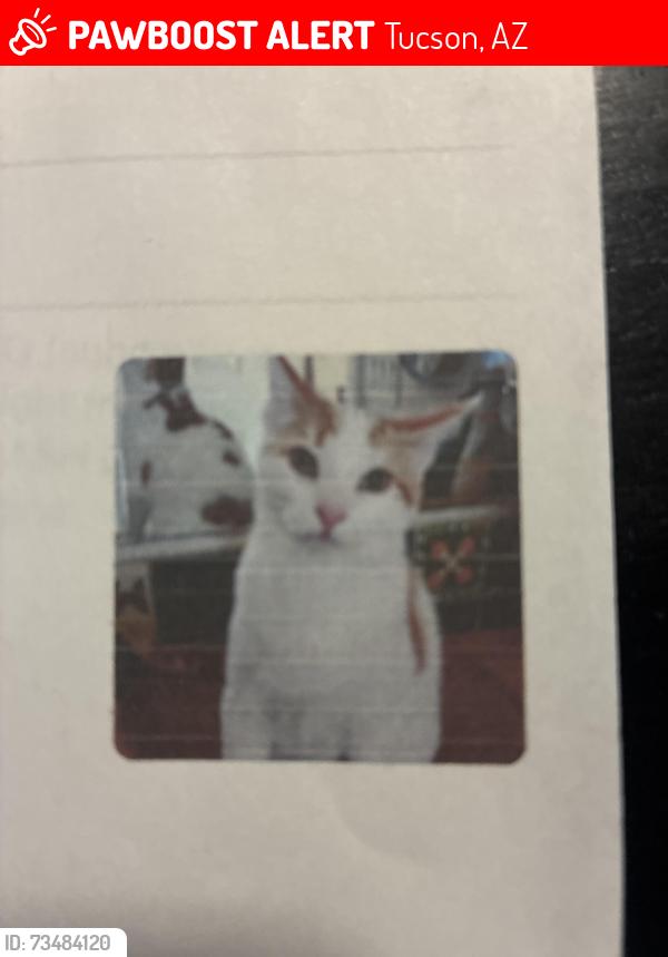 Lost Male Cat last seen 12th ave and Calle Antonia, Tucson, AZ 85706