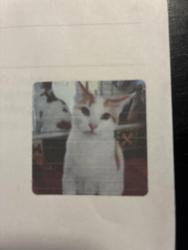 Lost Male Cat last seen 12th ave and Calle Antonia, Tucson, AZ 85706