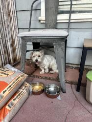 Found/Stray Female Dog last seen Olive st & mills drive, anaheim, ca, Anaheim, CA 92805