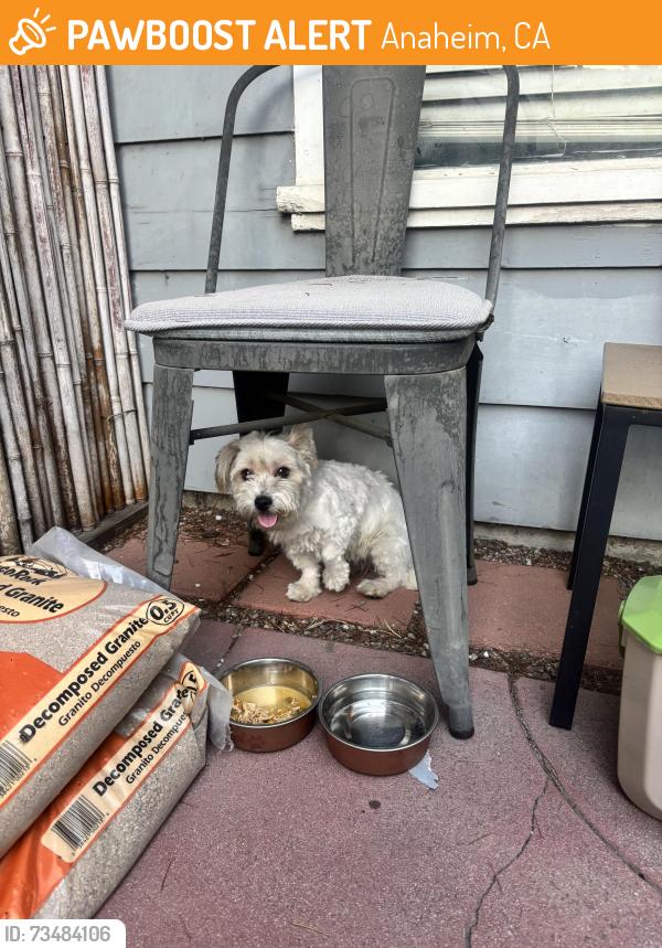 Found/Stray Female Dog last seen Olive st & mills drive, anaheim, ca, Anaheim, CA 92805