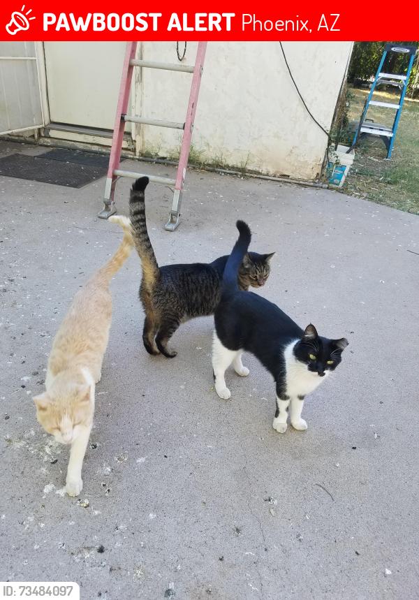 Lost Male Cat last seen 26th Street and Earll Drive, Phoenix, AZ 85016