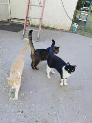 Lost Male Cat last seen 26th Street and Earll Drive, Phoenix, AZ 85016