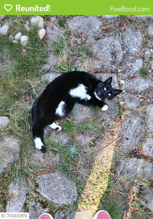 Reunited Female Cat last seen Veralene Way & 74th St SW, Everett, WA 98203