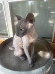 Reunited Male Cat last seen Bayhead drive, San Antonio, TX 78220