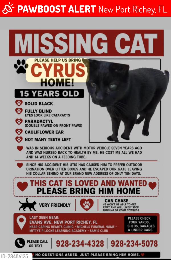 Lost Male Cat last seen Trouble creek, New Port Richey, FL 34652