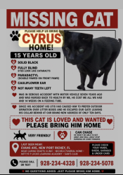 Lost Male Cat last seen Trouble creek, New Port Richey, FL 34652