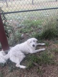 Reunited Female Dog last seen S Newton St, Denver, CO 80219