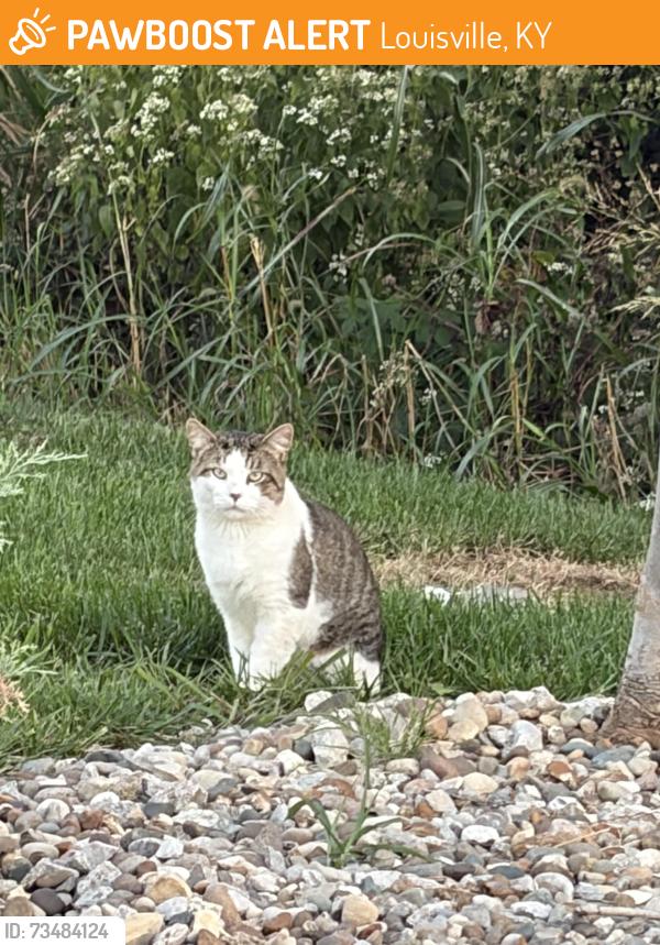 Found/Stray Unknown Cat last seen Walgreens on this intersection, Louisville, KY 40299