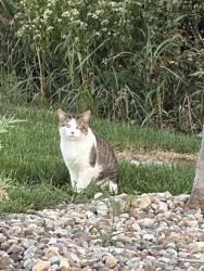 Found/Stray Unknown Cat last seen Walgreens on this intersection, Louisville, KY 40299