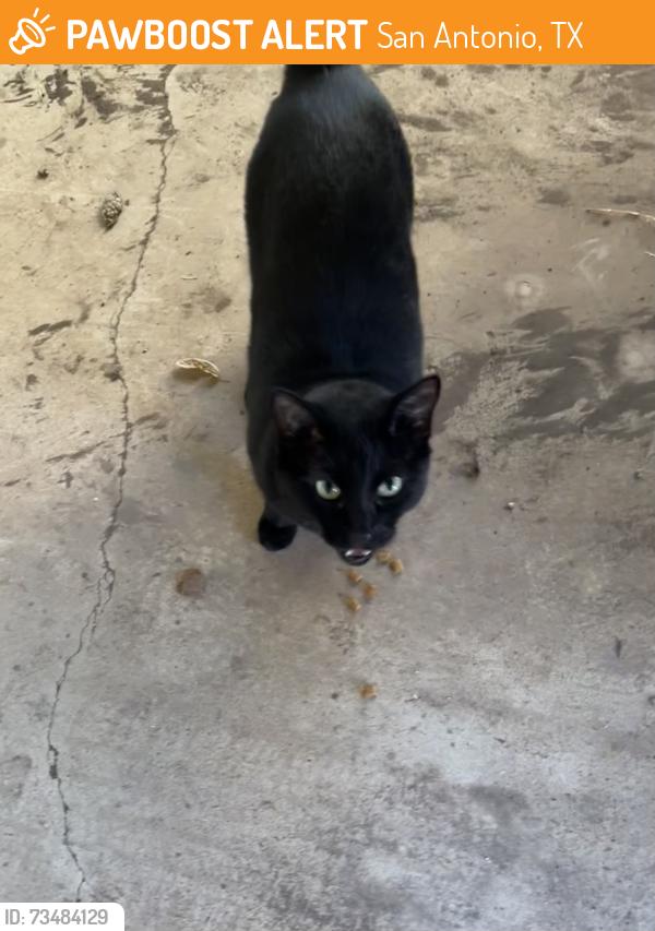 Found/Stray Female Cat last seen Woodcliffe, San Antonio, TX 78230