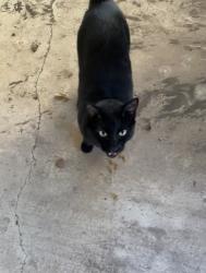 Found/Stray Female Cat last seen Woodcliffe, San Antonio, TX 78230