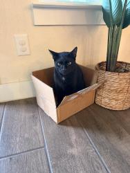 Lost Male Cat last seen Euphonia Falls and Sunrise Lake, Houston, TX 77059