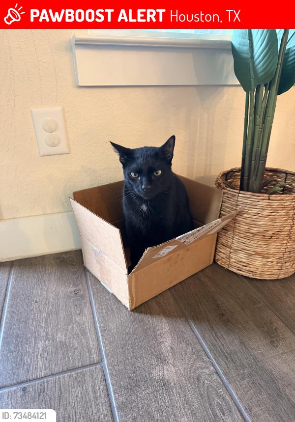 Lost Male Cat last seen Euphonia Falls and Sunrise Lake, Houston, TX 77059