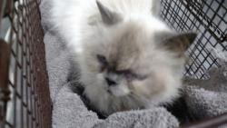Shelter Stray Female Cat last seen , 1419 Bryant St, San Francisco, CA 94103, USA