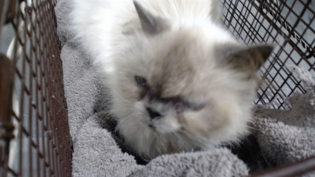 Shelter Stray Female Cat last seen , 1419 Bryant St, San Francisco, CA 94103, USA