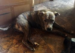 Reunited Female Dog last seen Mayberry and 2 mile, Mission, TX 78574