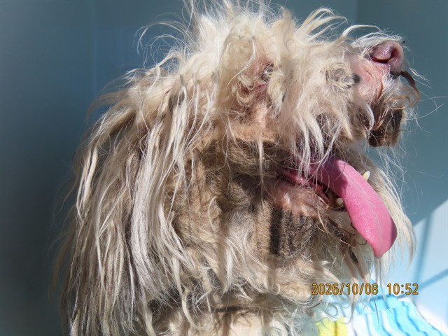 Shelter Stray Female Dog last seen 35TH & BASELINE, 5501 E Van Buren St, Phoenix, AZ 85008, USA