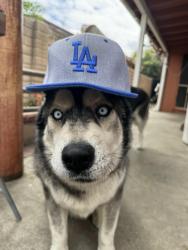 Found/Stray Male Dog last seen Grove Street, Rancho Cucamonga, CA 91730