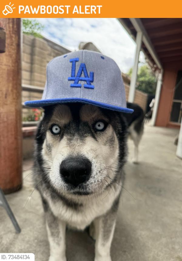 Found/Stray Male Dog last seen Grove Street, Rancho Cucamonga, CA 91730