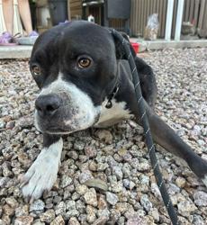 Shelter Stray Male Dog last seen LITCHFIELD RD AND CLAREMONT ST, 2500 S 27th Ave, Phoenix, AZ 85009, USA