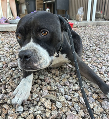 Shelter Stray Male Dog last seen LITCHFIELD RD AND CLAREMONT ST, 2500 S 27th Ave, Phoenix, AZ 85009, USA