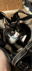 Lost Male Cat last seen Van buren , canyon ridge, Riverside, CA 92503