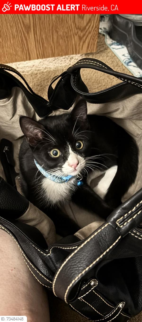 Lost Male Cat last seen Van buren , canyon ridge, Riverside, CA 92503
