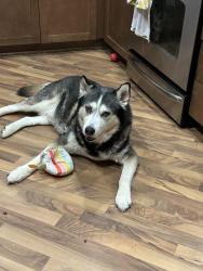 Reunited Male Dog last seen Via Carrillo and Avenida Vejar, Rancho Cucamonga, CA 91730