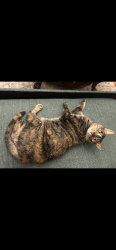 Lost Female Cat last seen Bowers and mt Vernon st, Lowell, MA 01854