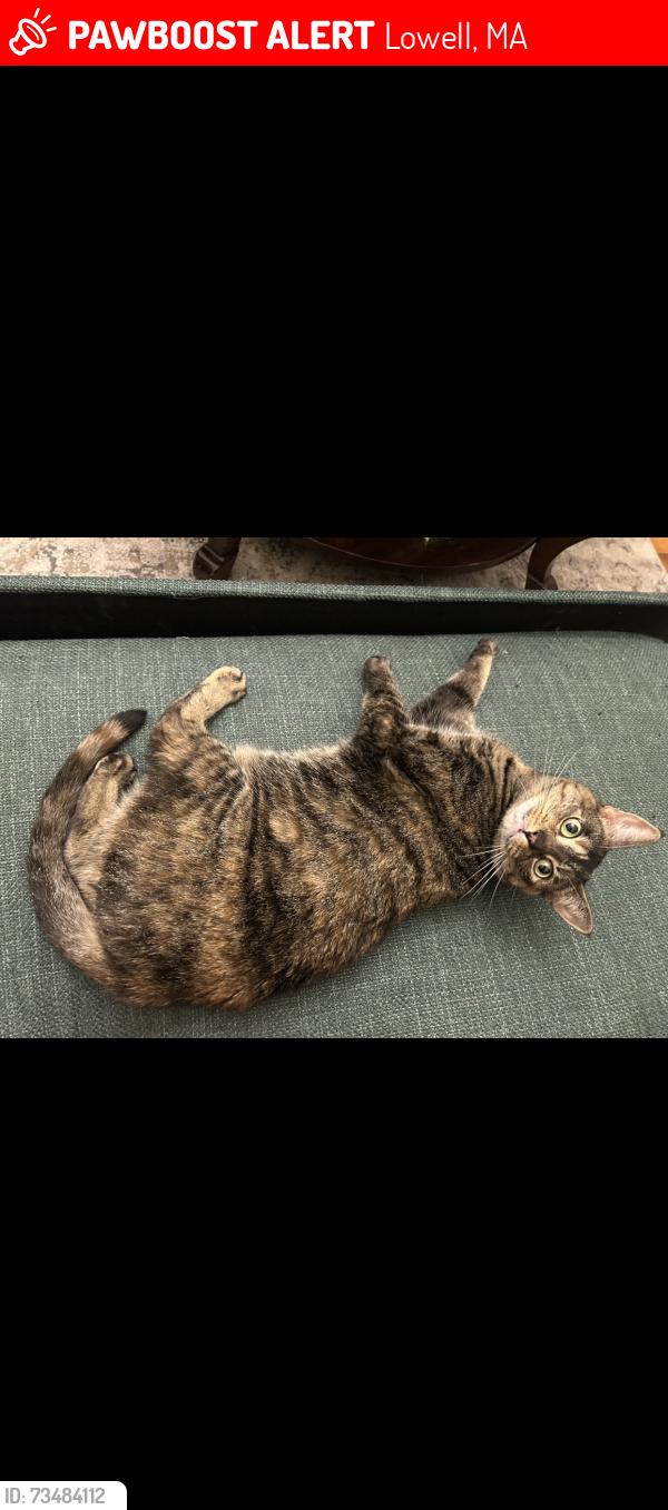 Lost Female Cat last seen Bowers and mt Vernon st, Lowell, MA 01854