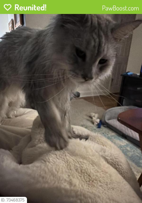 Reunited Male Cat last seen Cottage grove & Fort Smallwood Road, Riviera Beach, MD 21122