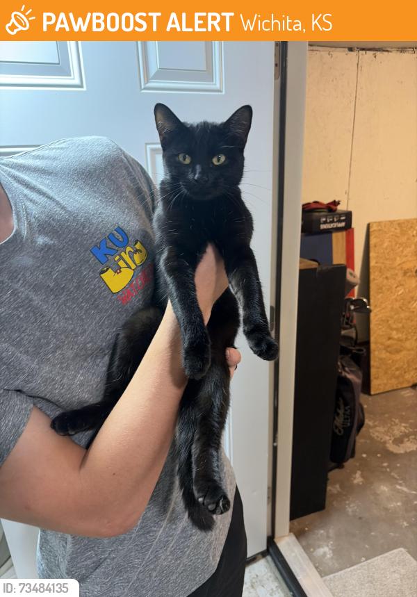 Found/Stray Male Cat last seen S Edwards Ave & West Maple, Wichita, KS 67213