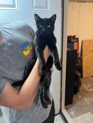Found/Stray Male Cat last seen S Edwards Ave & West Maple, Wichita, KS 67213