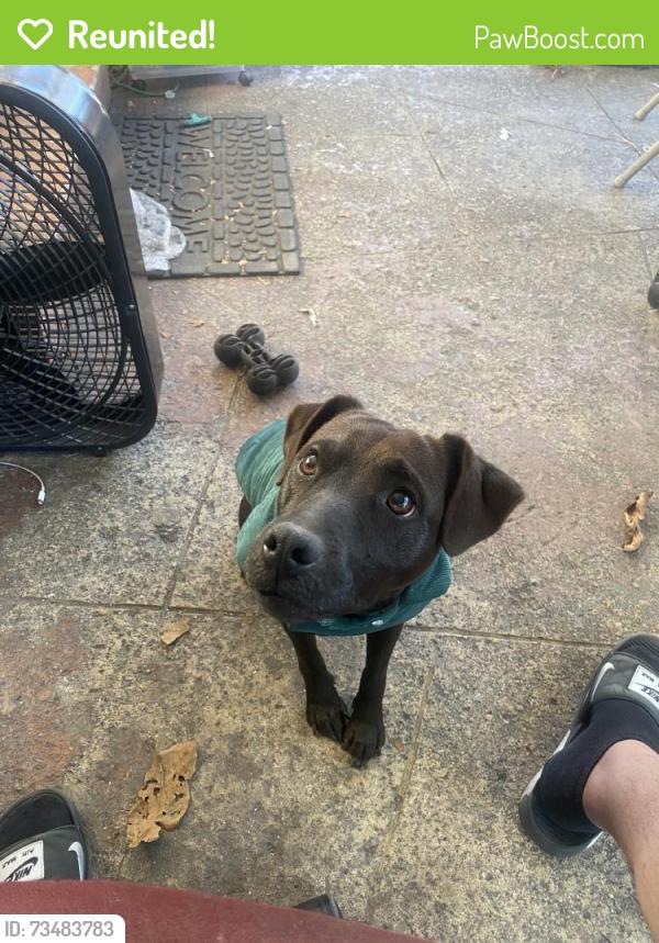 Reunited Male Dog last seen Near SW 11th St, Miami, FL 33184, USA, Miami, FL 33184
