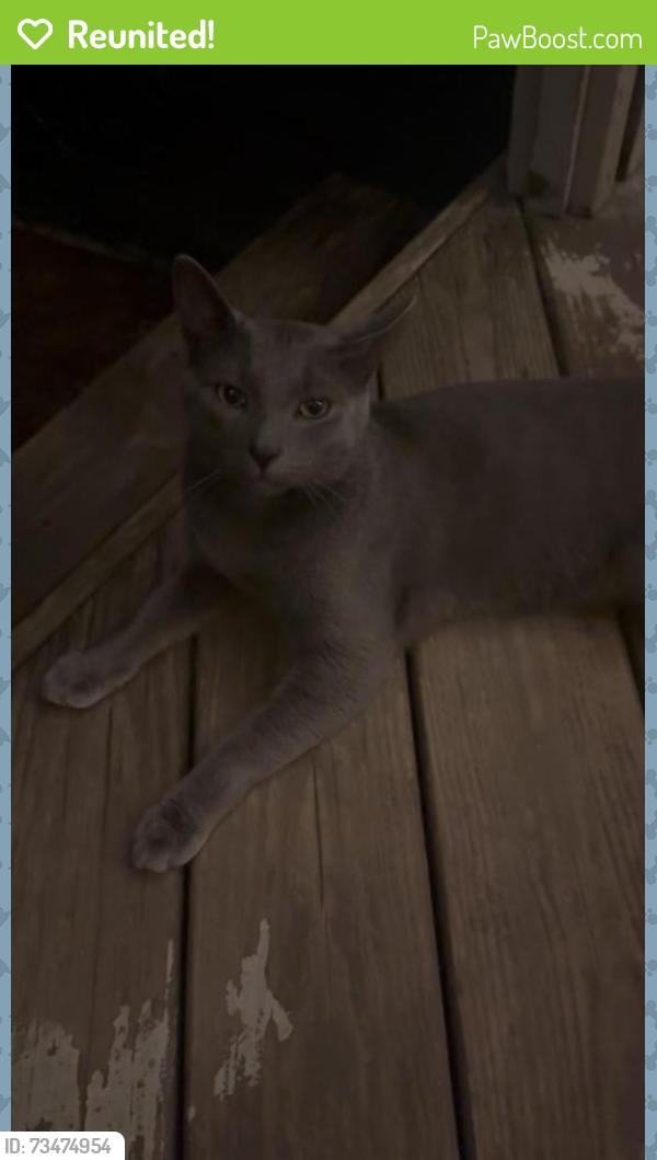 Reunited Male Cat last seen Englewood, Erwin rd, Chapel Hill, NC 27514