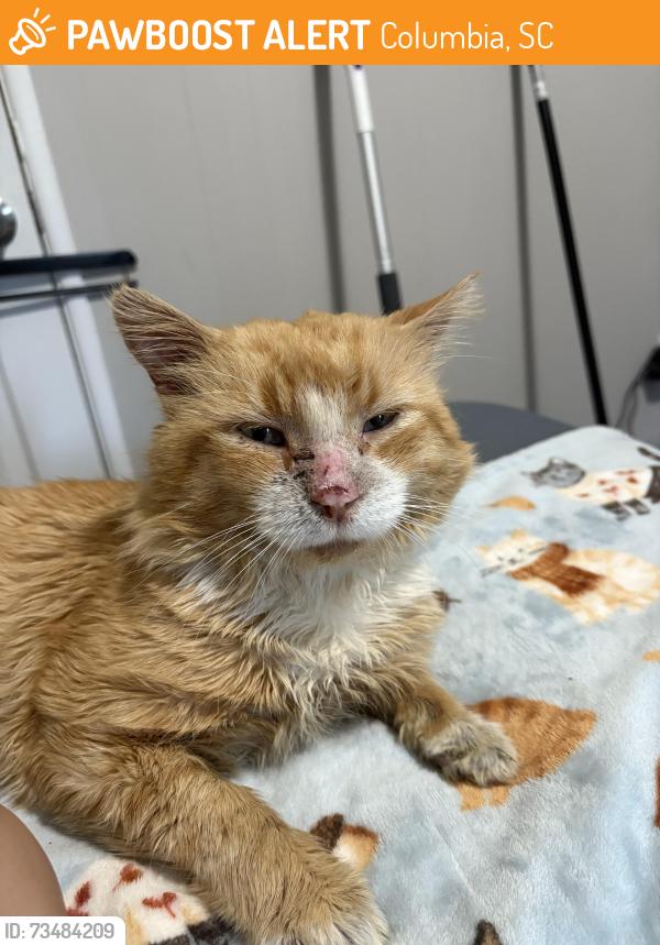 Found/Stray Male Cat last seen Bluff rd, Columbia, SC 29209