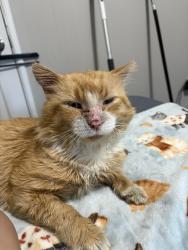 Found/Stray Male Cat last seen Bluff rd, Columbia, SC 29209