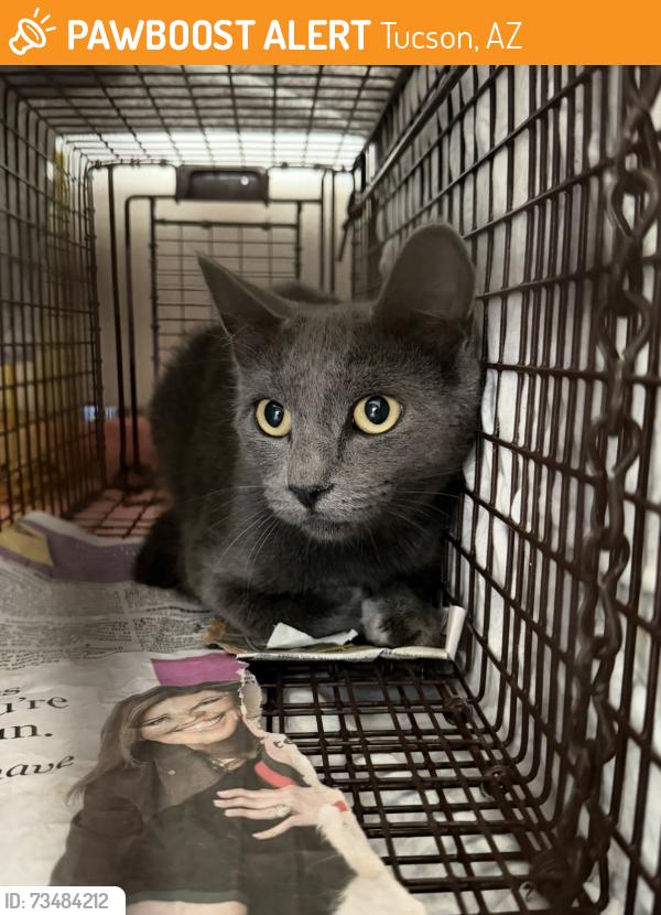 Found/Stray Female Cat last seen Craycroft & 29th, Tucson, AZ 85711