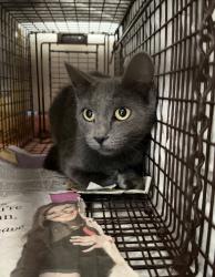 Found/Stray Female Cat last seen Craycroft & 29th, Tucson, AZ 85711