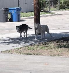 Found/Stray Male Dog last seen McKay st, San Antonio, TX 78204