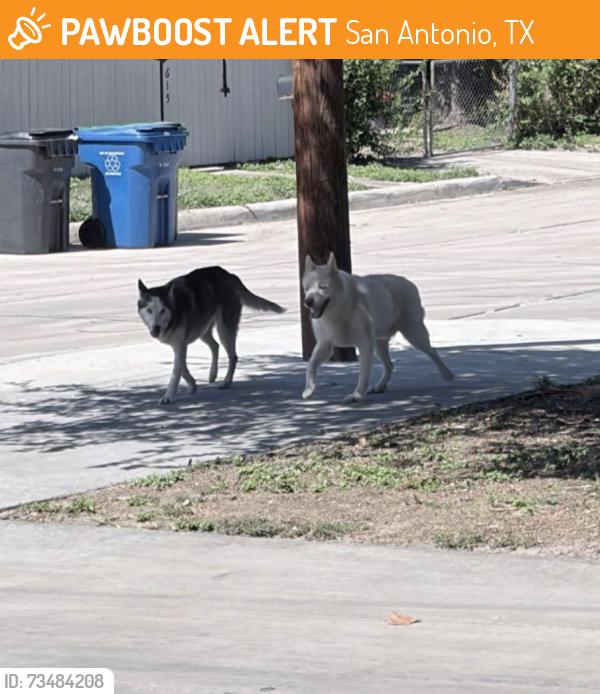 Found/Stray Male Dog last seen McKay st, San Antonio, TX 78204