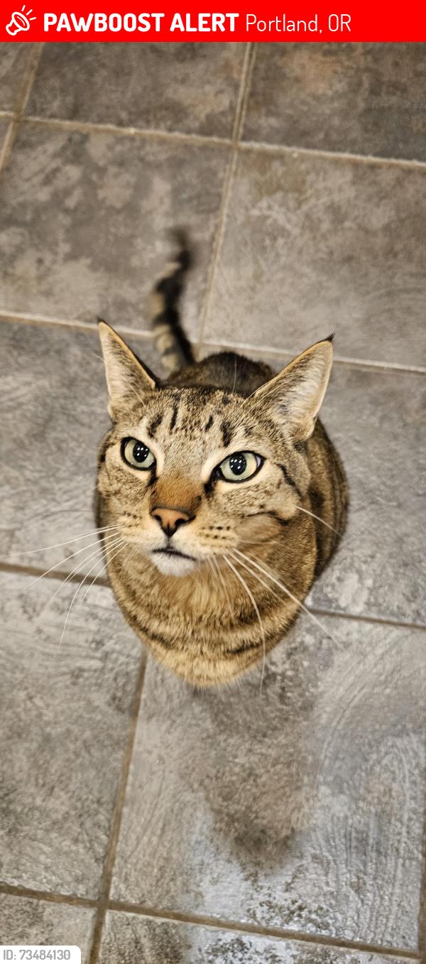 Lost Male Cat last seen N Smith st & N St Johns Ave, Portland, OR 97203